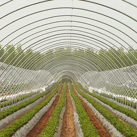 Rows of strawberry crops 