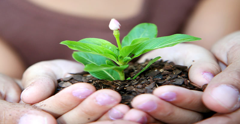 A childs hands holds soil with a plant sprouting from it